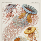 Jellyfish
